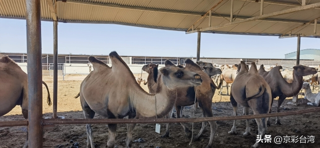 fdc80d25527646518dc1f29e8cf1fae4_tplv-obj_4096_1904